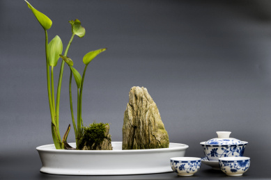 灰色背景的白色瓷盘中的山水绿叶盆景和青花瓷茶具