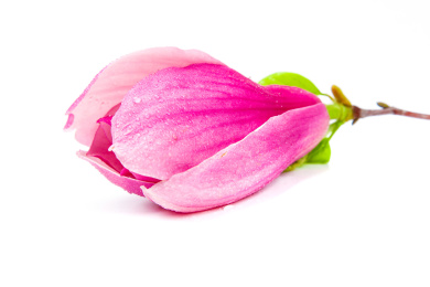 玉兰花横放在白底上