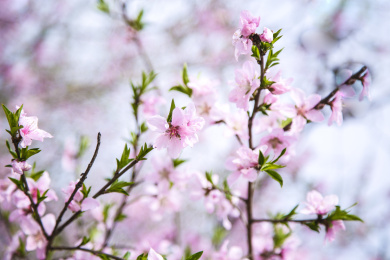 一丛小束的桃花花瓣