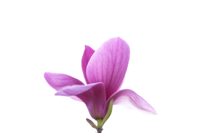 一朵单独的望春花