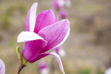 玉兰花绽放的花瓣特写