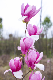 粉红色的玉兰花