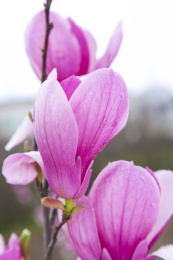 玉兰花花瓣特写