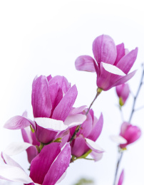 一丛玉兰花绽放