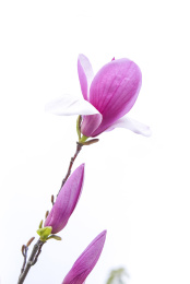  一束辛夷花花朵