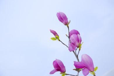  一束辛夷花花朵