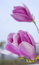 一束辛夷花花朵