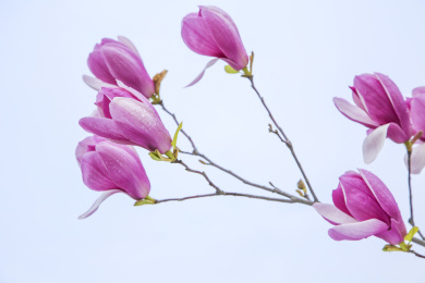  一束辛夷花花朵