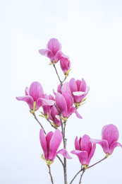  一束辛夷花花朵