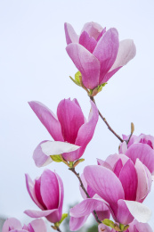  一束辛夷花花朵