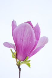 辛夷花花瓣花朵