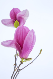 应春花花瓣花朵