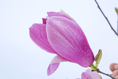 玉兰花花骨朵儿