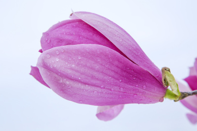 单独一朵绽放的迎春花