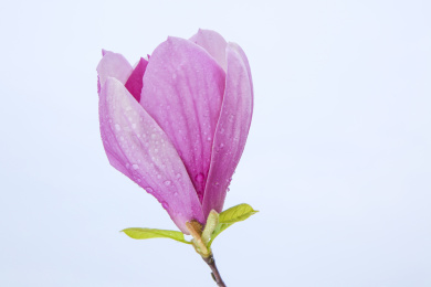 单独一朵迎春花花朵花瓣