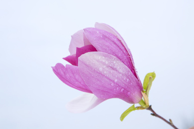 玉堂春花朵侧面特写