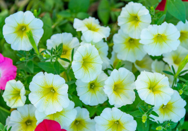 黄白相间的矮牵牛花朵特写
