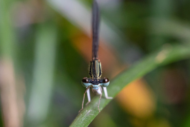 一只栖息在草叶上的蜻蜓目昆虫-豆娘