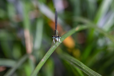 一只栖息在草叶上的蜻蜓目昆虫-豆娘