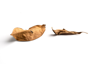 白色背景中 因为缺水干枯变成棕色的树叶