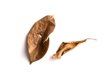 白色背景中 因为缺水干枯变成棕色的树叶