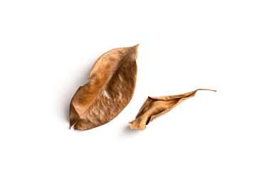 白色背景中 因为缺水干枯变成棕色的树叶