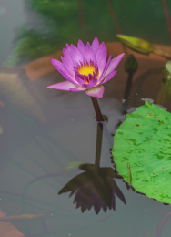 莲池里的粉红色睡莲植物       