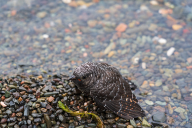 一只黑色羽毛上有白色斑点小鸟