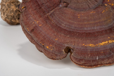 中国中草药植物药材血灵芝