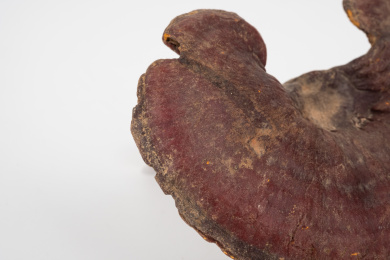 中国中草药植物药材血灵芝