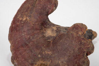 中国中草药植物药材血灵芝