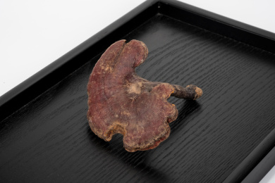 中国中草药植物药材血灵芝