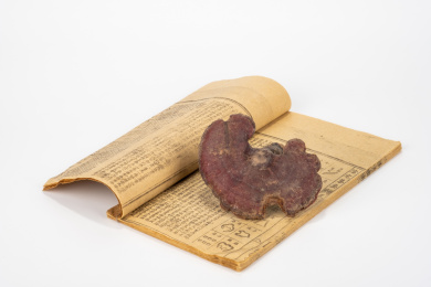 中国中草药植物药材血灵芝