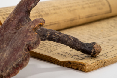 中国中草药植物药材血灵芝