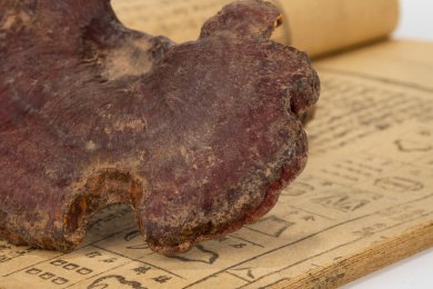 中国中草药植物药材血灵芝