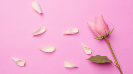 玫瑰花散在粉红色背景上