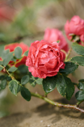 春天雨后户外盛开的蔷薇花特写镜头