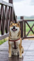 一只宠物狗柴犬坐在木栈道上笑