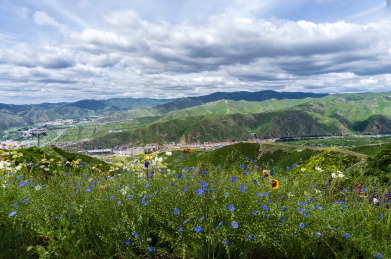 河北崇礼雪场夏季绿色的山上开满野花