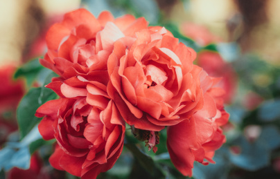 雨后春天户外盛开的红色蔷薇花