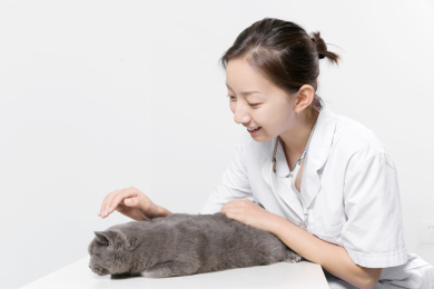 在浅色灰色背景前女医生抚摸小猫