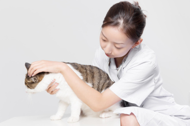 灰色背景前一名女医生在抚摸小猫