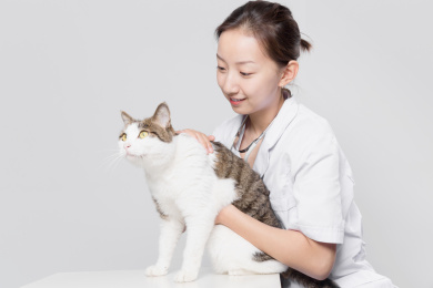 灰色背景前一名女医生在抚摸小猫