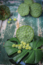 夏天新鲜绿色的莲蓬莲米放在绿色的木板上