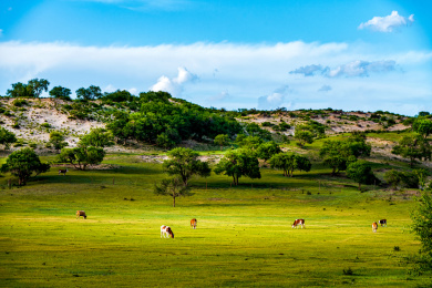 中国内蒙古锡林郭勒盟克什克腾旗草原牛群