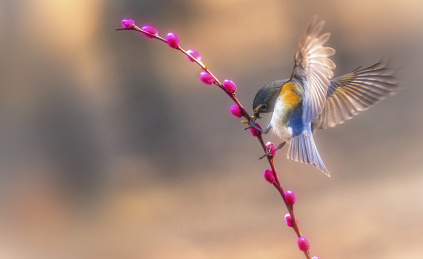 春天，漂亮的红腹蓝尾朐在树林间觅食