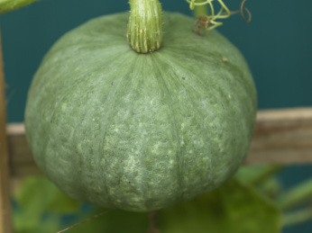 正在生长的未成熟的绿色南瓜