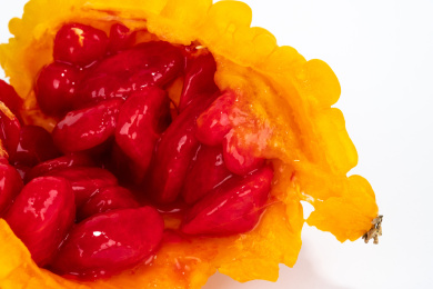 水果赖葡萄白底 癞葡萄