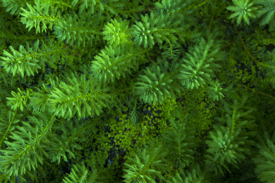 生长的水池中的绿色藻类植物背景素材特写