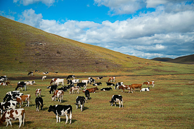 呼伦贝尔草原上成群的奶牛